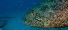 Goliath Grouper.00_30_05_07.Still001 copy.jpg